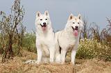 SIBERIAN HUSKY 113